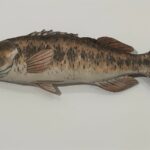 Salmon fish decor